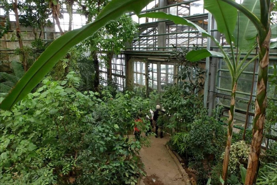 Оранжерея Ботанического сада